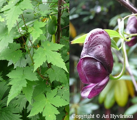 Aconitum hemsleyanum 'Red Wine', kynnsukonhattu